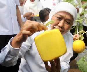 Melon Kotak Besutan Distan Jatim Bakal Tembus Pasar Ekspor