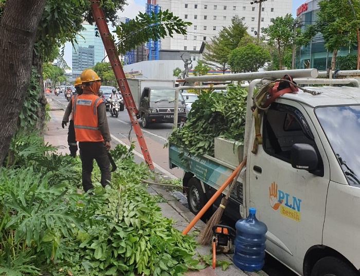 Anugerah Heran, PLN Bisa Memotong Pohon Milik Pemkot Surabaya