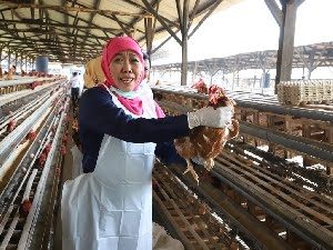 Diproduksi dengan Pola Good Farming Practices, Khofifah Jamin Telur Jatim Aman