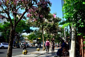 Bunga Tabebuya Bersemi Kota Surabaya Kian Terlihat Cantik