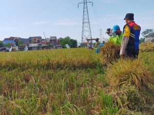 Petani Kedurus Surabaya Panen Beras Merah