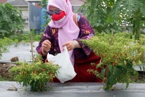 Luthfiyah Minta Dinas Pertanian Lebih Maksimal dalam Memanfaatkan Lahan BTKD