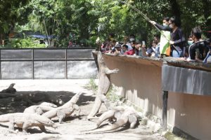 Tarik Wisatawan, Kebun Binatang Surabaya Buka Dua Wahana Baru