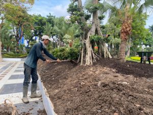 Asal Granat dari Mana ? DLH Surabaya : Dari Kerukan Sungai Untuk Taman