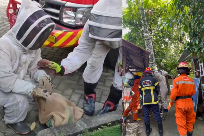 Tak Hanya Kebakaran, DPKP Surabaya Juga Banyak Tangani Evakuasi Ular hingga Tawon