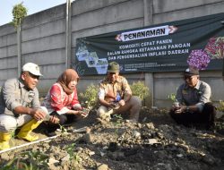 Harga Meroket, DKPP Ajak Warga Tanam Cabai